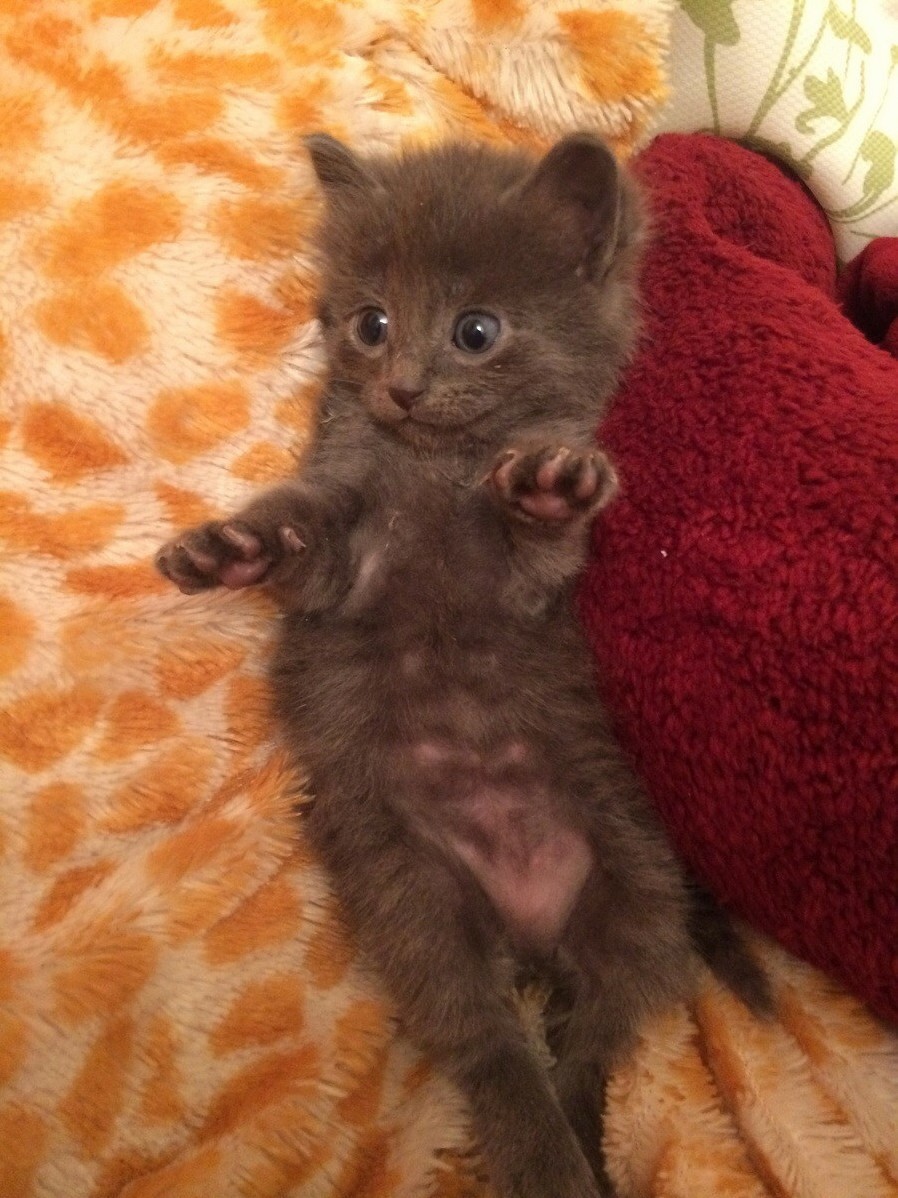 His Name Is Mouse