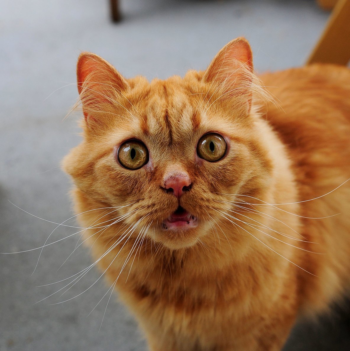 His Surprised Face