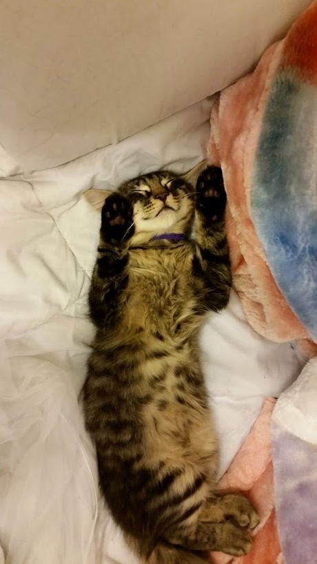Honestly I Didnt Know This Level of Cuteness Was Possible
