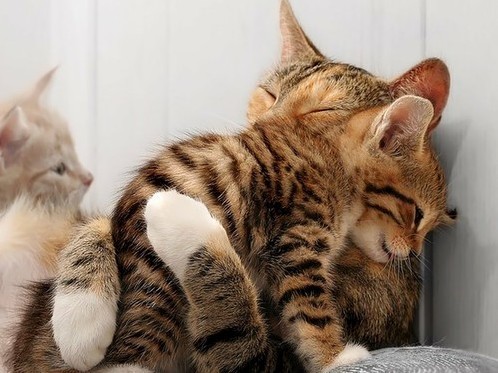 Hug Me