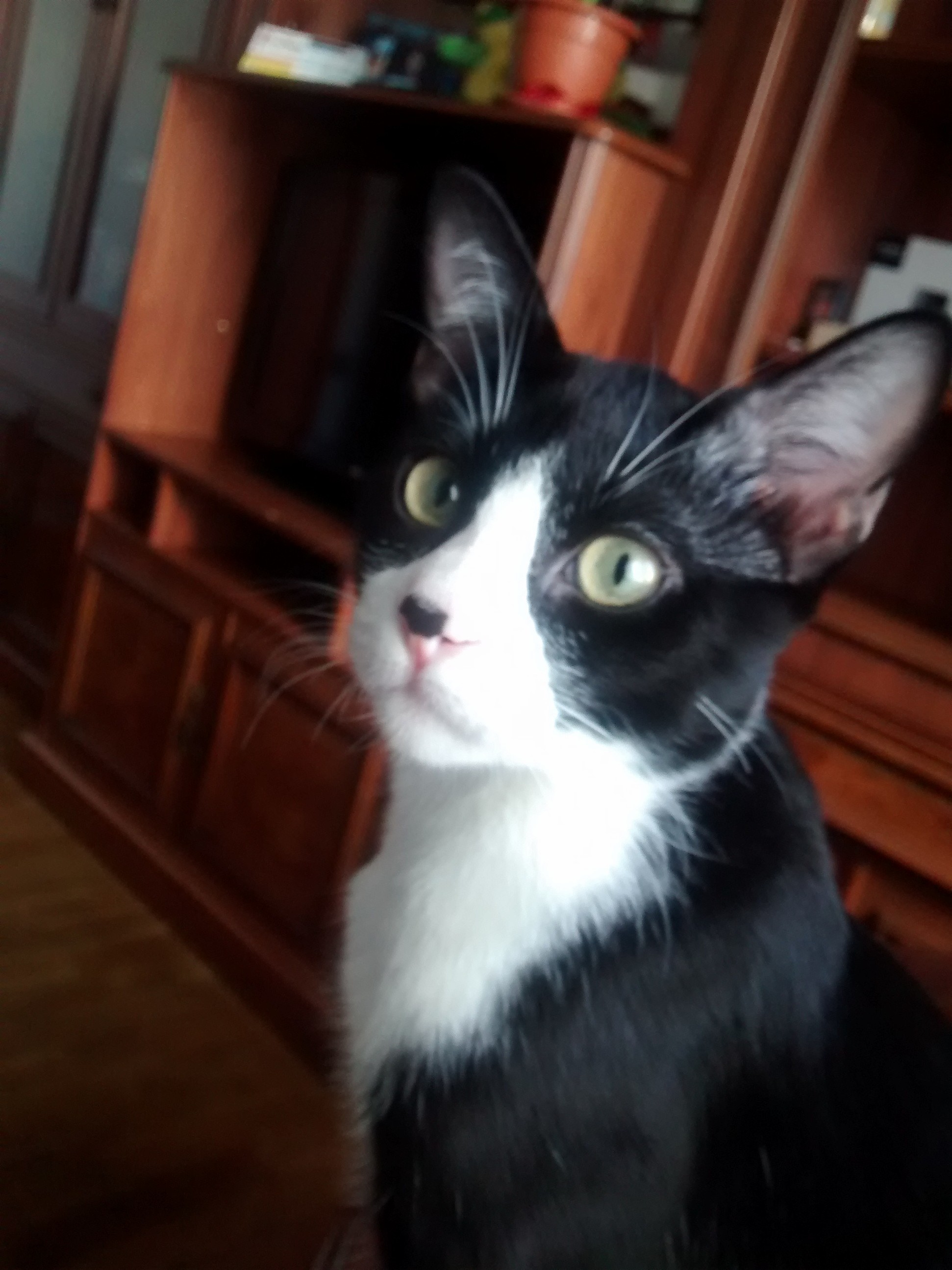 I Ask My Cat Spot to Be More Serious.. Here Is the Result