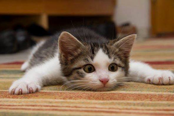 I Believe I Can Fly.. Down Here on the Floor Near the Food