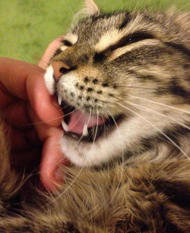 I Bites Because I Loves