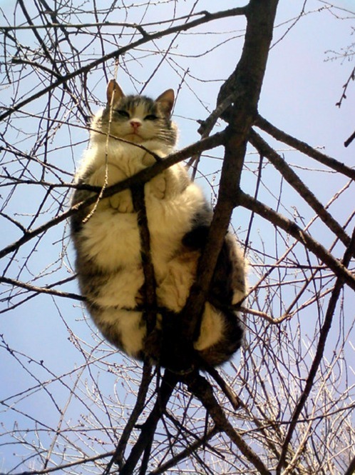 I Can Fly