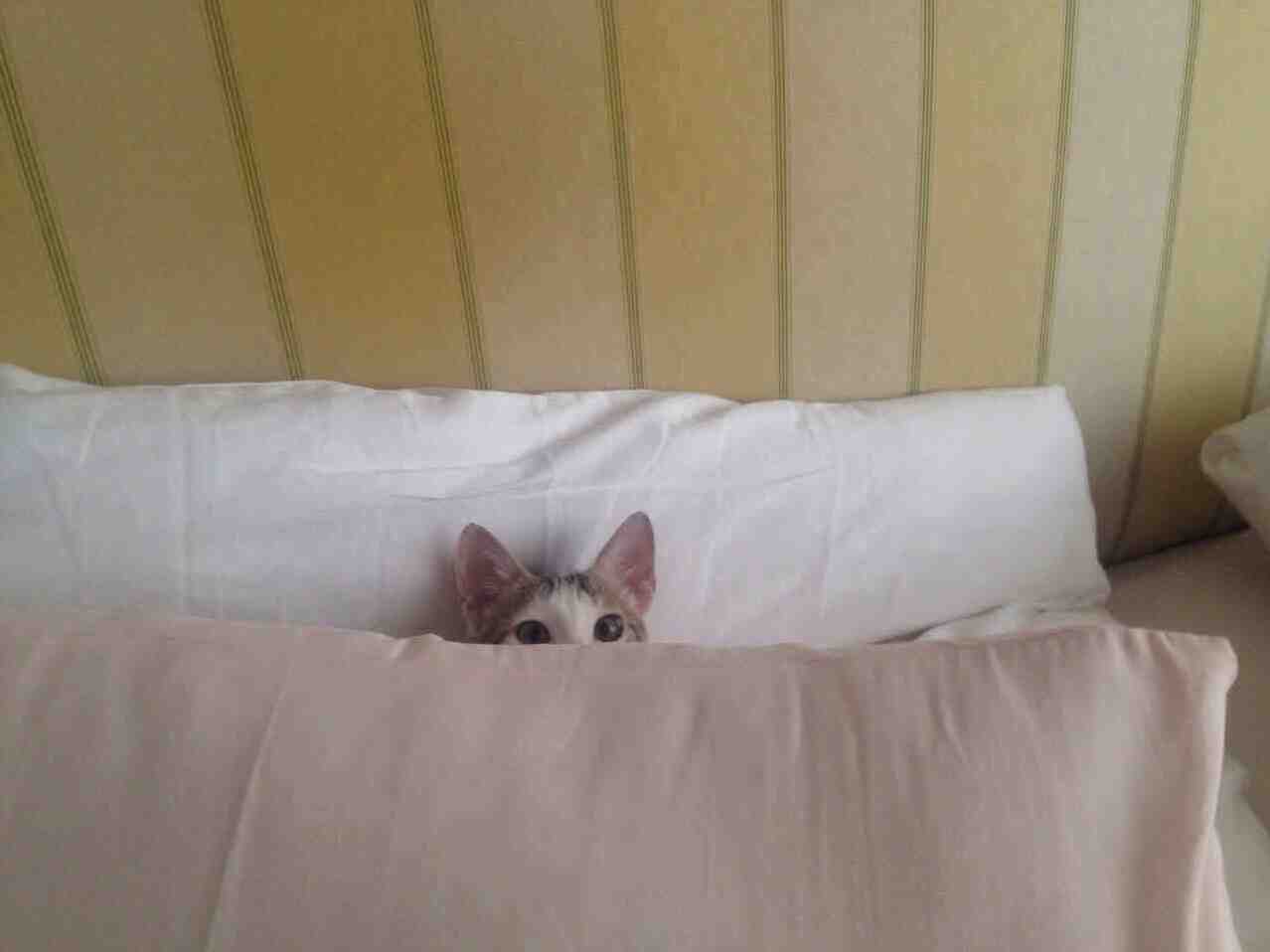 I Dont Have to Get Up