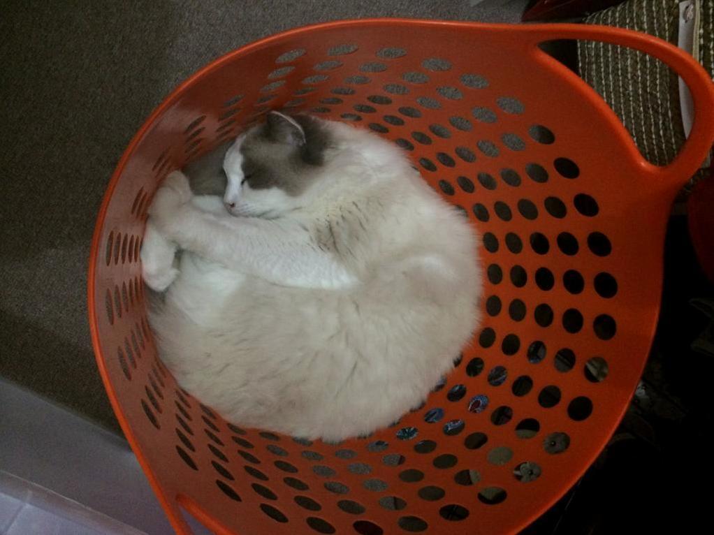 I Dont Think Im Getting This Washing Basket Back.