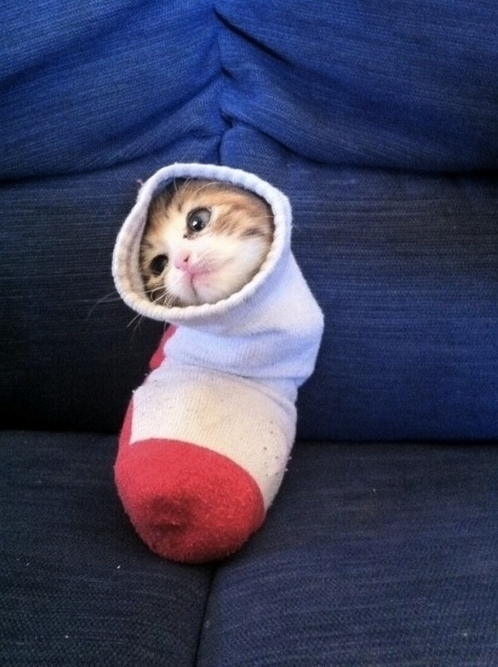 I Forgot to Logout So Heres a Picture of a Kitten in a Sock.