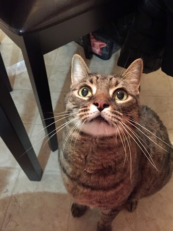I Have a Hard Time Taking Good Pictures of Him. I Think I Succeeded with This One.