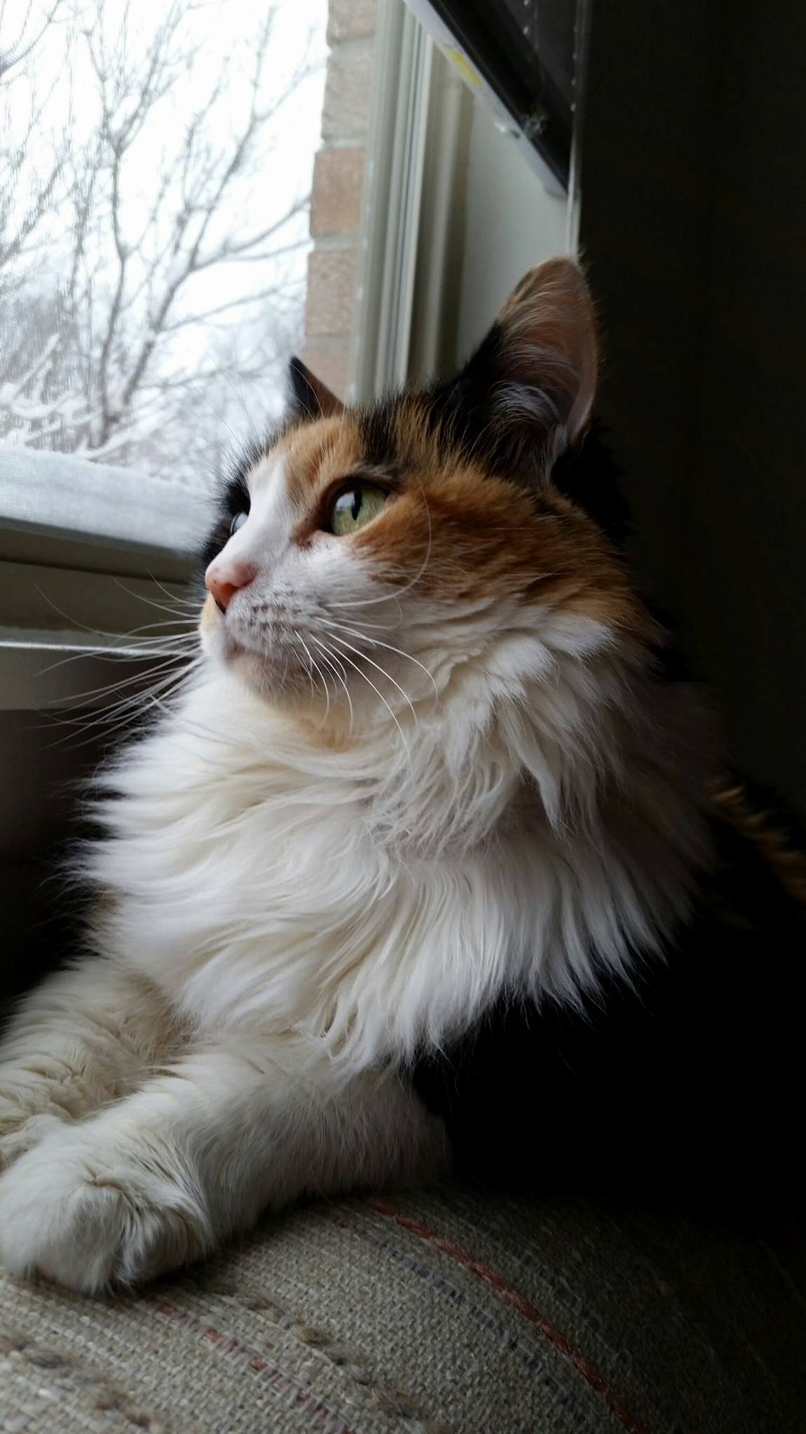 I Lost My Callie Girl Yesterday Am.