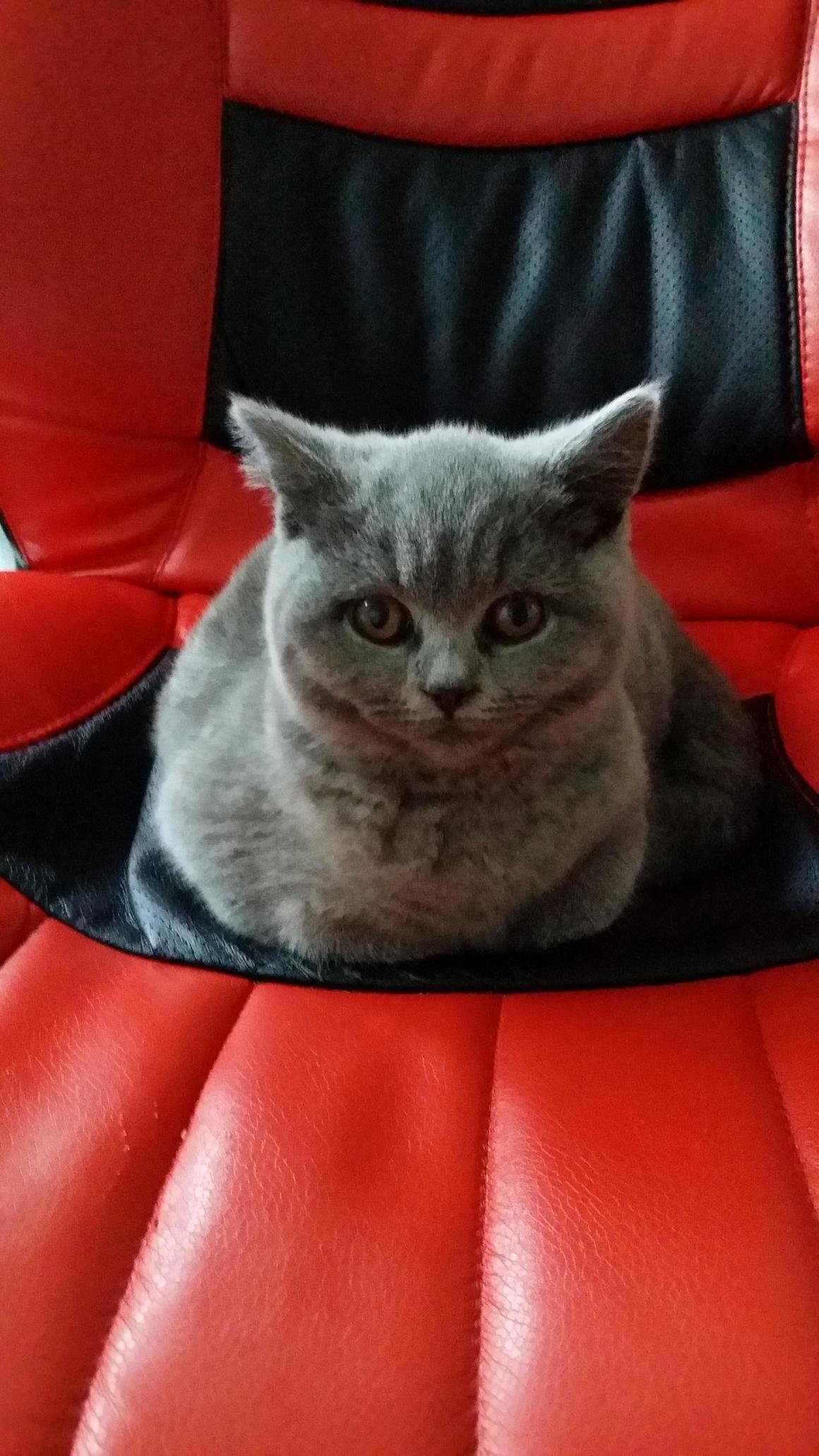 I Love British Shorthairs D