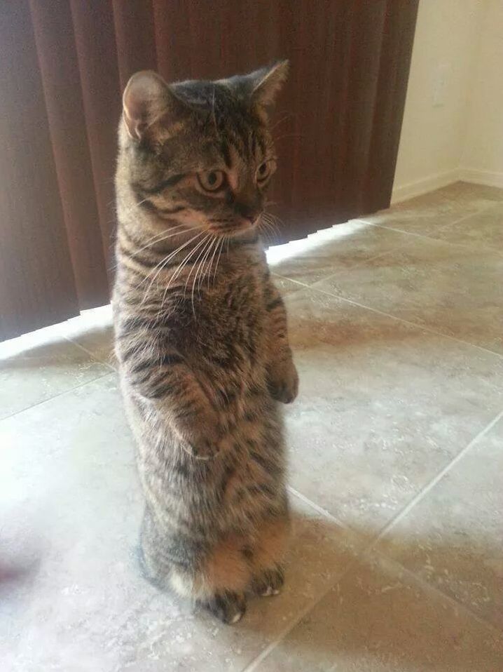 I Love How His Little White Toes Peek Out When He Stands Like a Meerkat