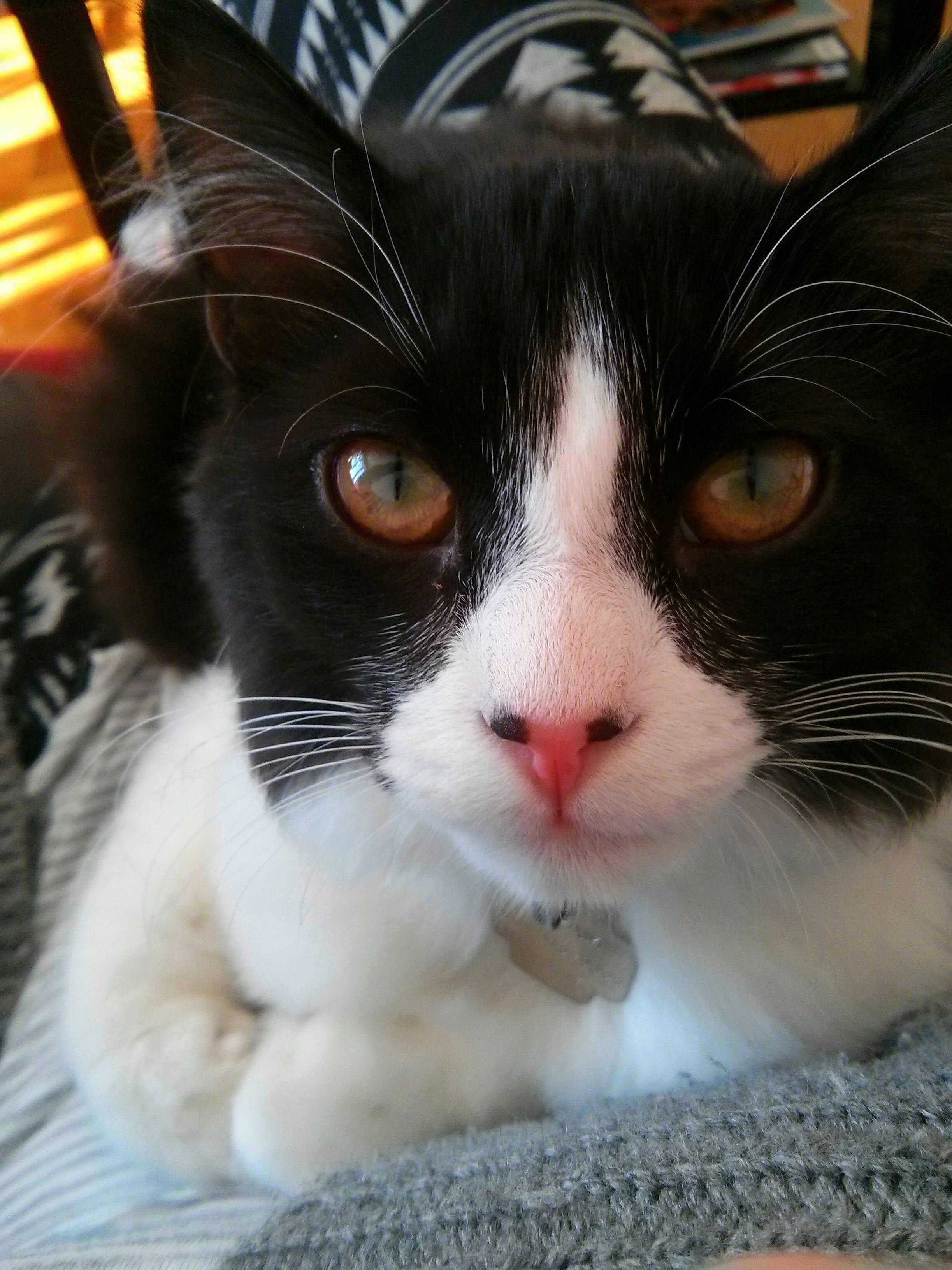 I Love My Cats Eye Color