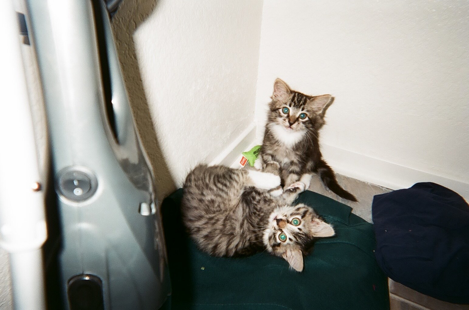 I Miss the Tiny Kitten Days Where I Could Hold Them in One Hand.