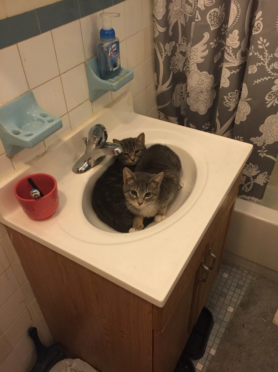 I Recently Adopted Two Kittens Who Love to Cuddle Together in Random Places. Meet Bonnie and Clyde.