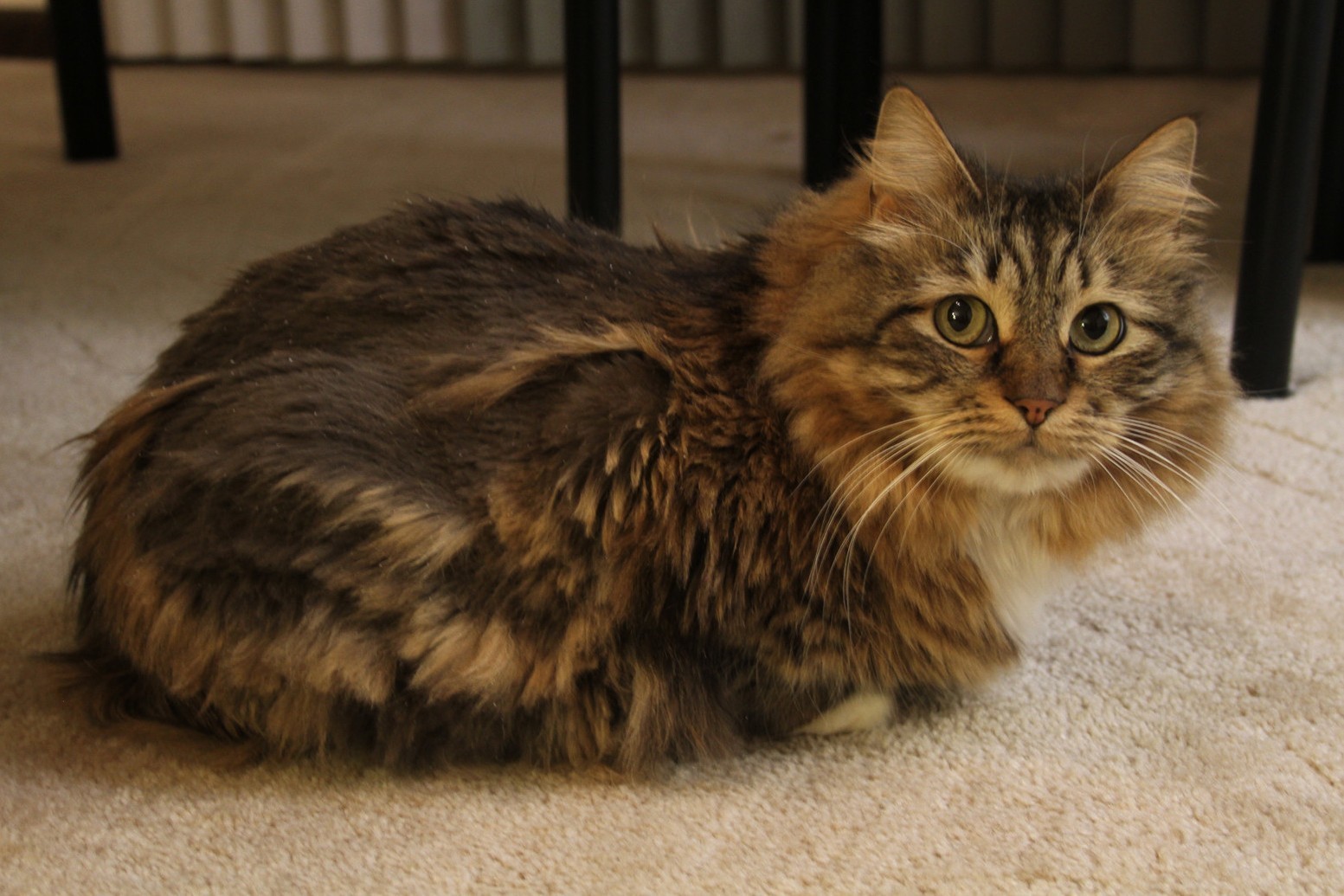 I Shaved My Cat Just a Bit. Her Name Is Squishy.