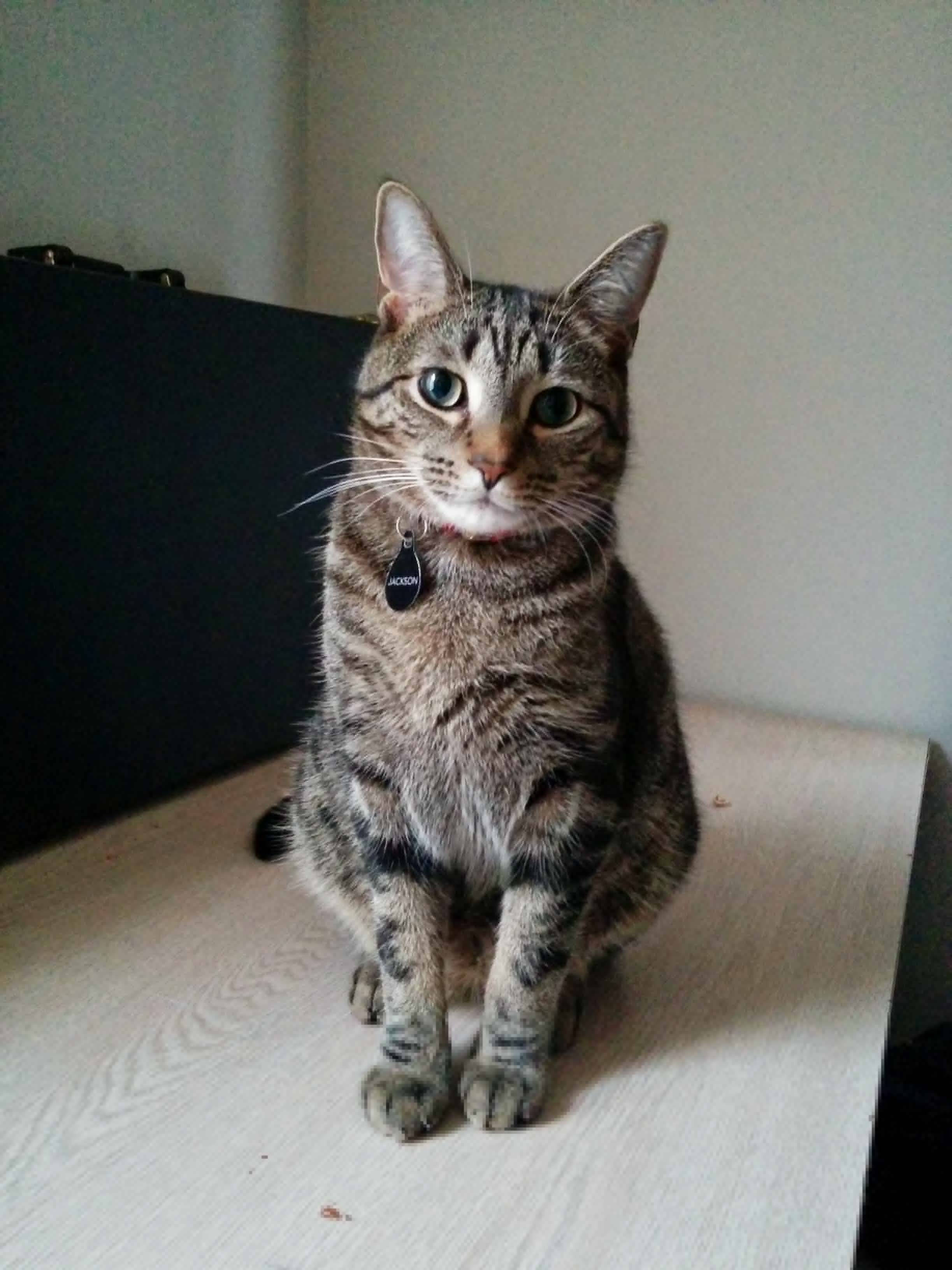 I Took the Perfect Picture of Jackson the Other Day.
