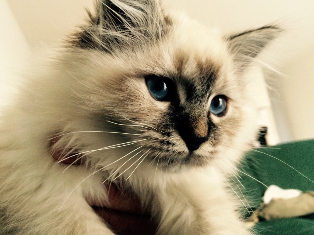 I Ve Just Adopted This White Fluff Ball Already in Love D