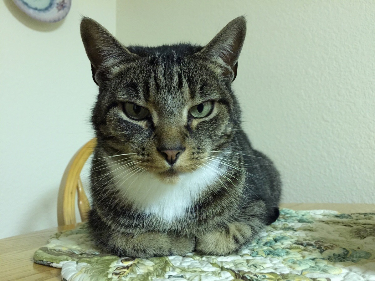 I Will Sit Here and Judge You Human. I Am Loki Lord of Mischief. I Plot Secretly.