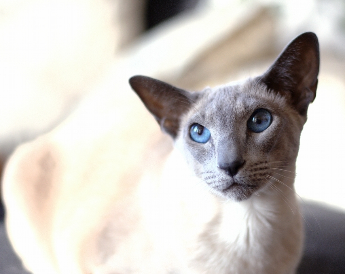 If This Cat Was Human He Would Certainly Play Great Alto Saxophone in His Apartment at 2am