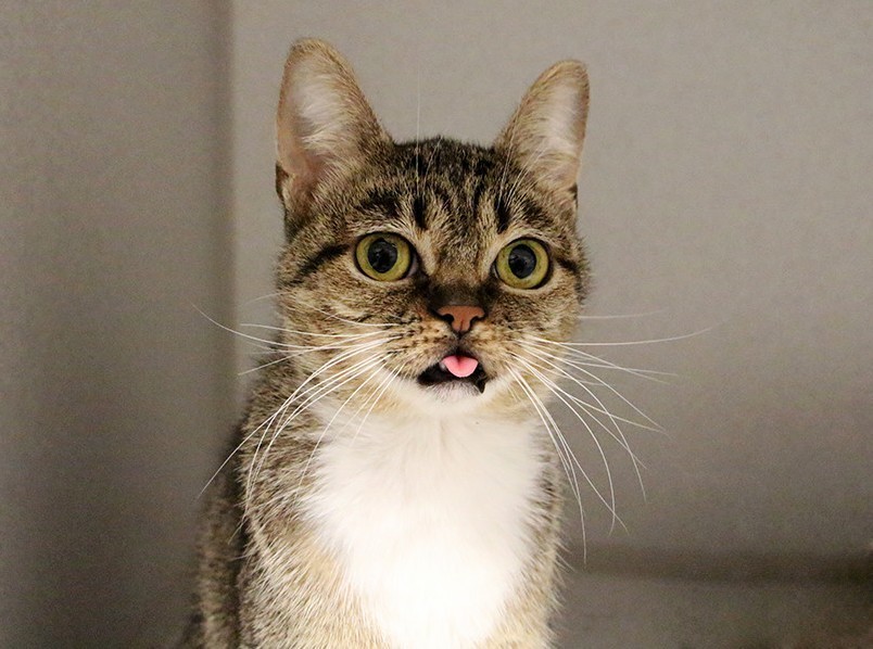 If You Mixed Grumpy Cat Lil Bub Together Youd Like Little Britches