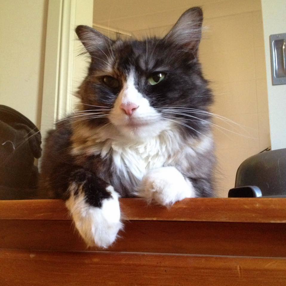 Its Nice Waking Up to a Fluffy Kitty Every Morning