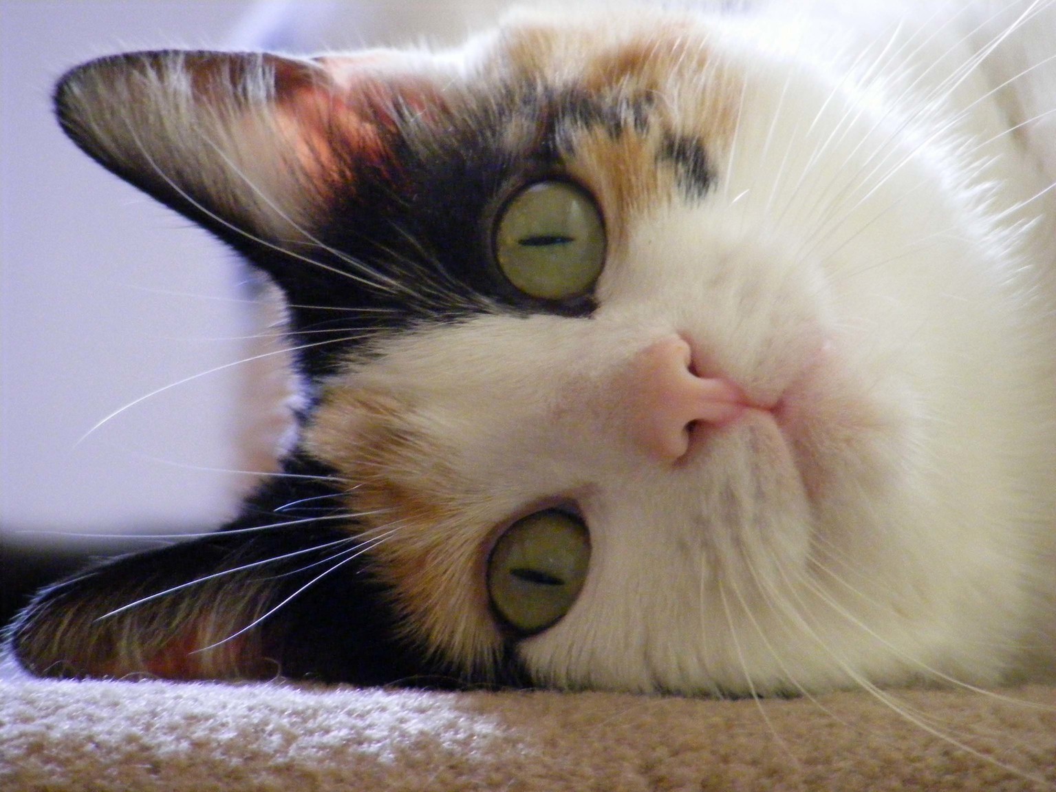 Jessie Taking a Sideways View of Life.