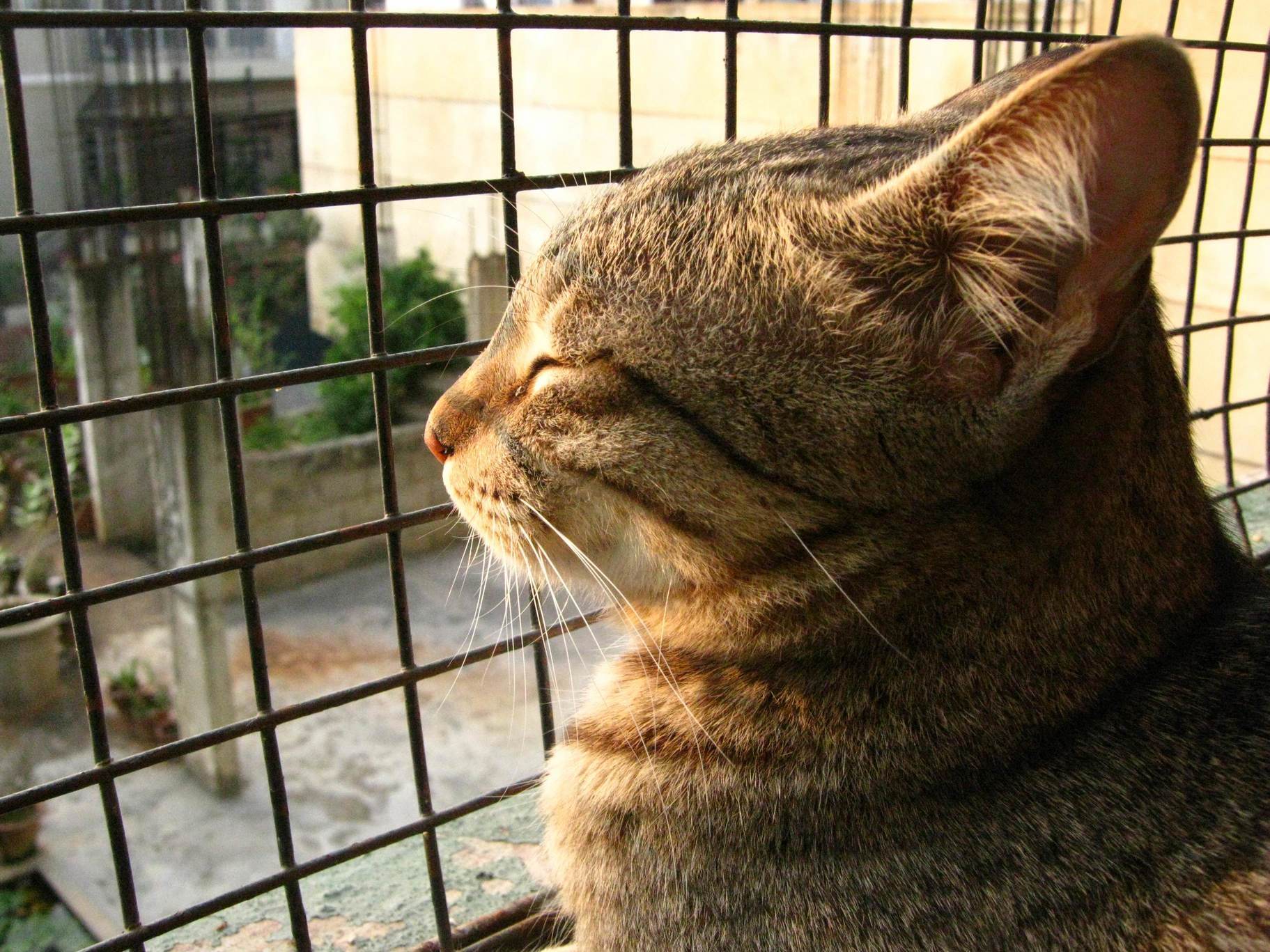 Just a Cat Enjoying the Sun...