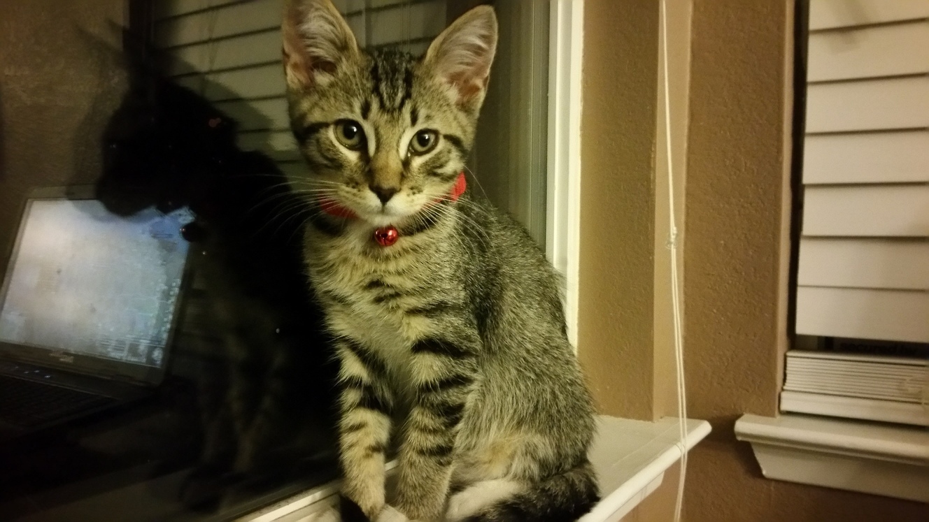 Just Adopted This Handsome Young Kitten. Everyone Meet Caesar