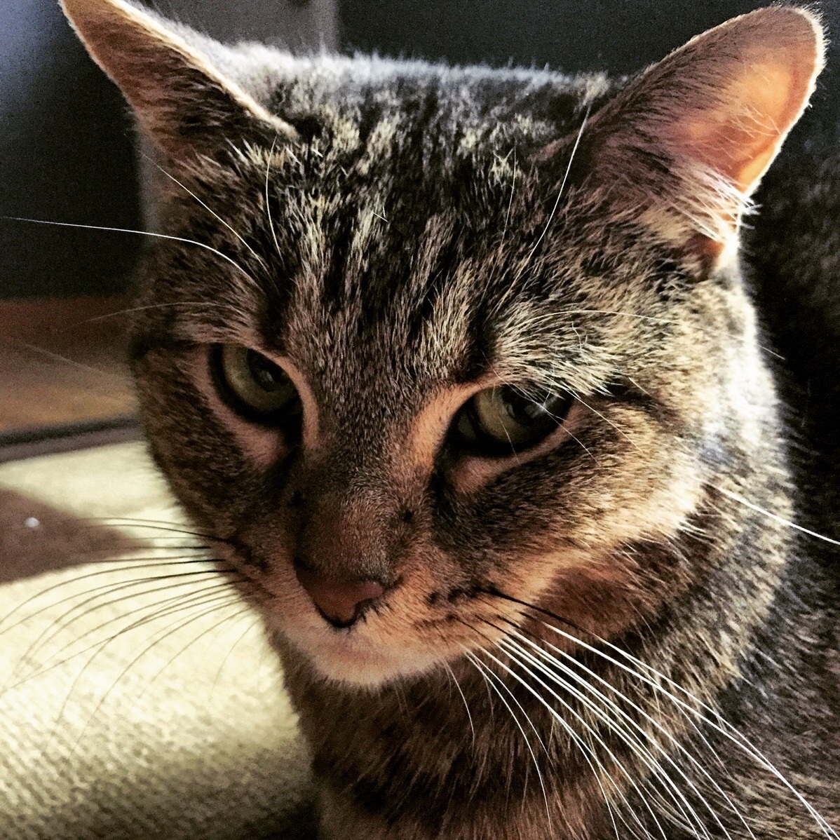Kitty Is Not Impressed