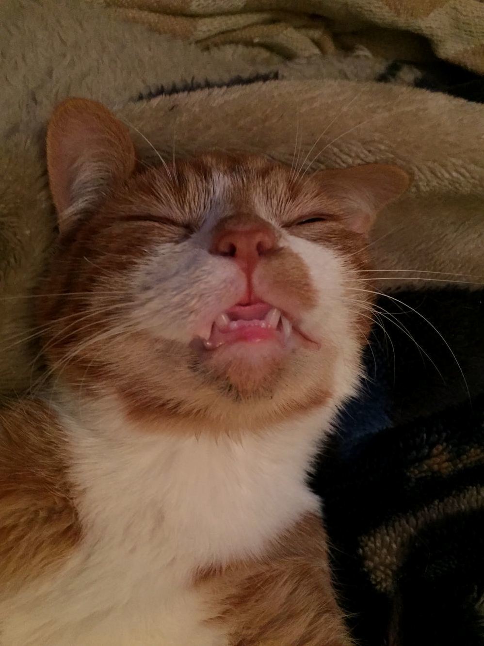Ladies and Gentlemen the Most Composed of All the Kittens