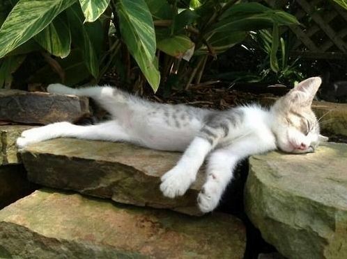 Lazy Tuesday