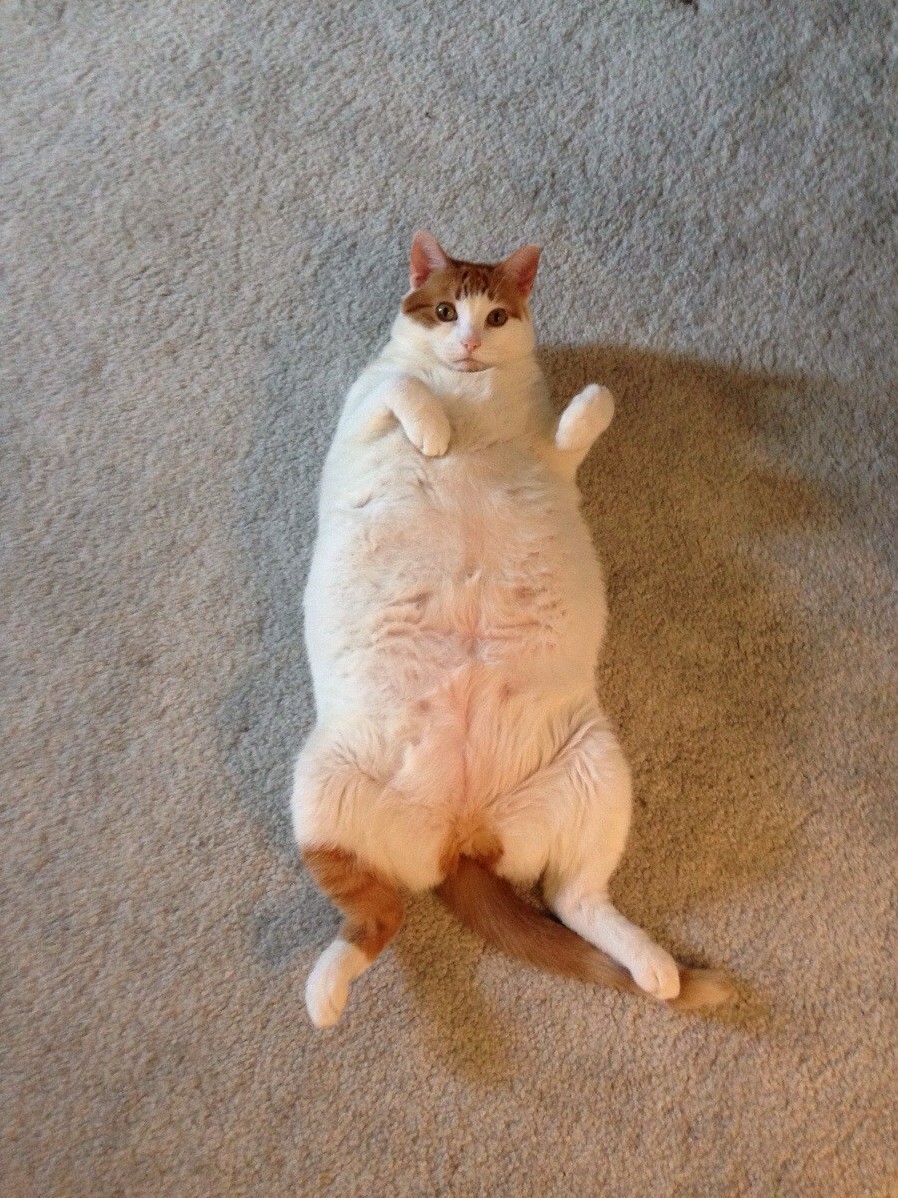 Leeloo Fatting Out on the Floor. with Her Tiny Little Head.
