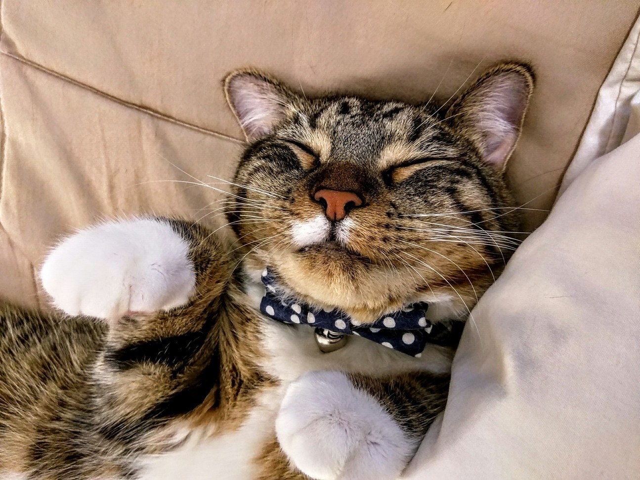 Leo Is Just Exhausted from Being Sooo Handsome...