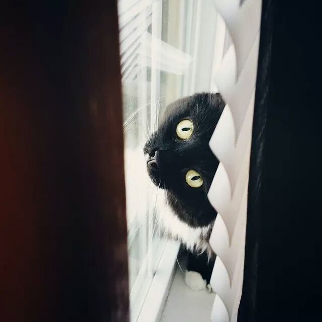 Little Miss Delilah Playing in the Blinds