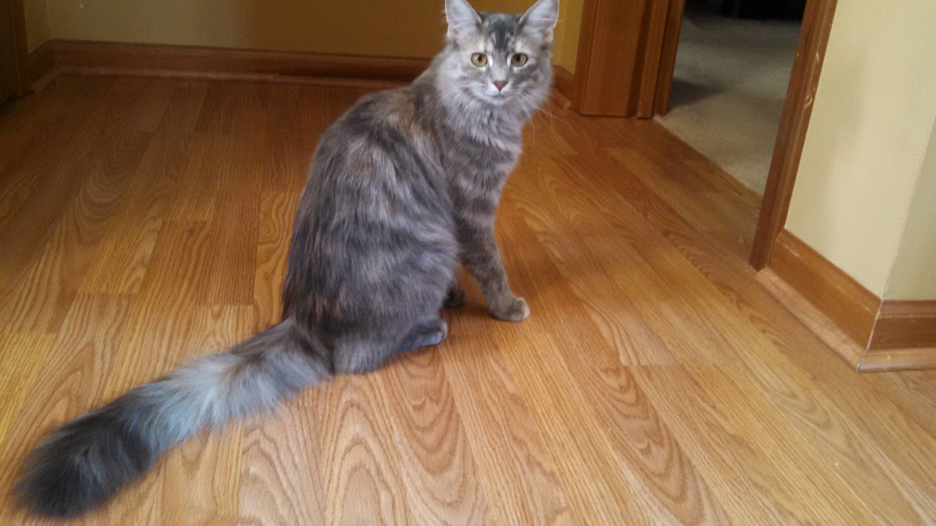 Look at This Pretty Kitty Lucy. Today She Bit My Nose While I Was Asleep. What a Brat