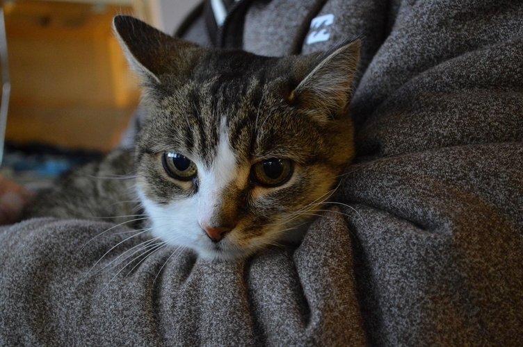 Look of Sadness and Betrayal When She Heard the Cage... It Means Vet Visit