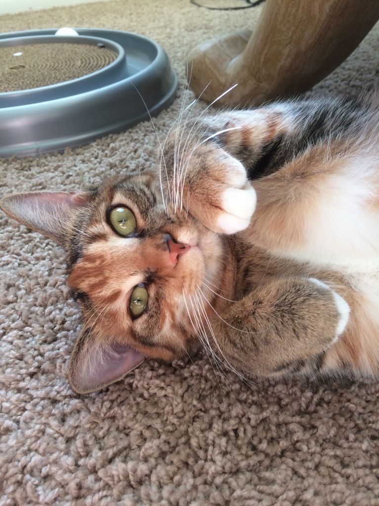 Love at First Sight and My First Adoption.