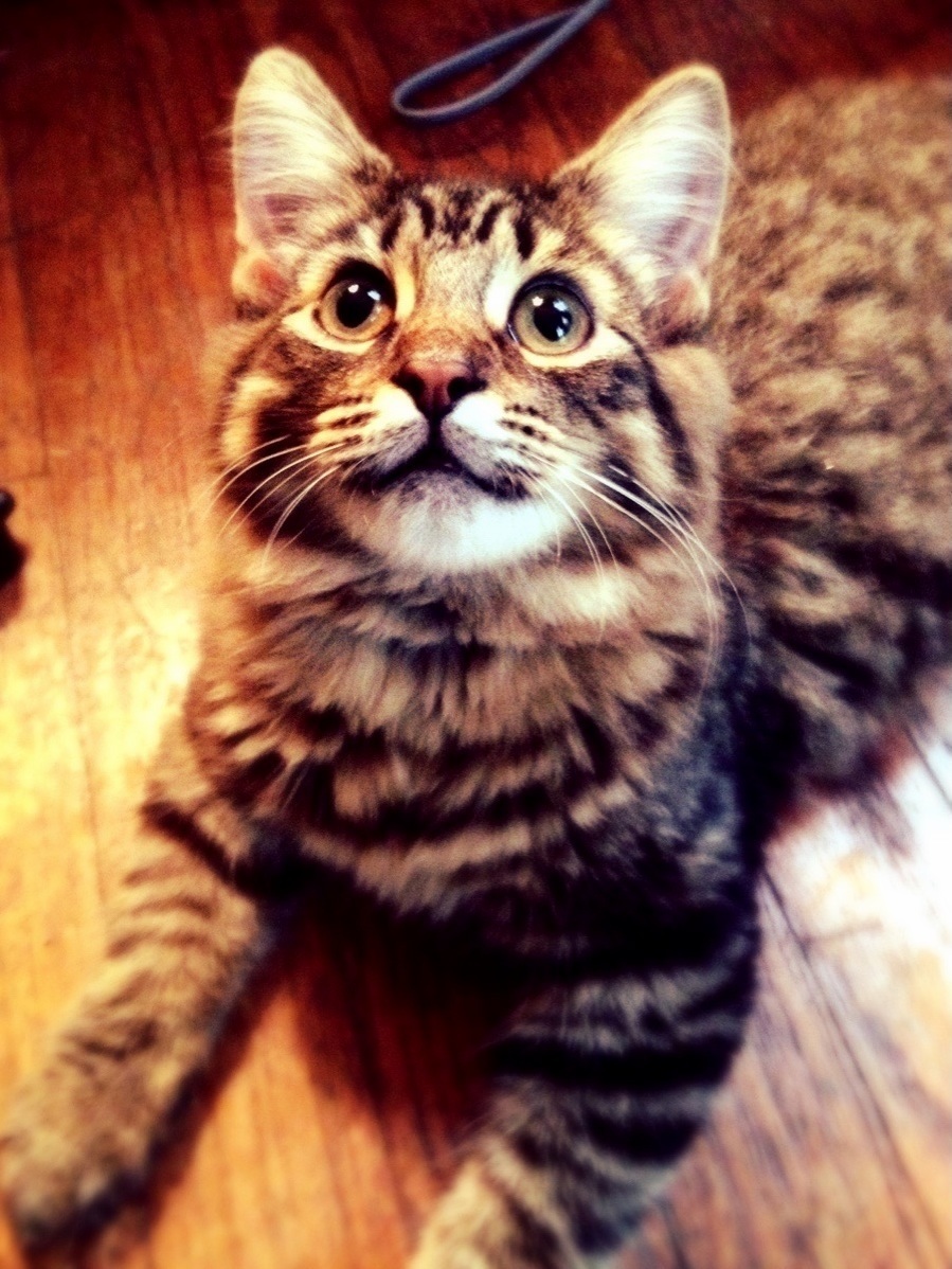 Lua.