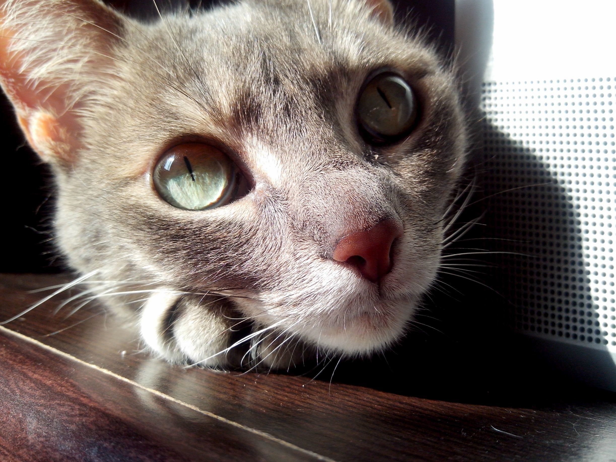 Lucas Seafloor Eyes