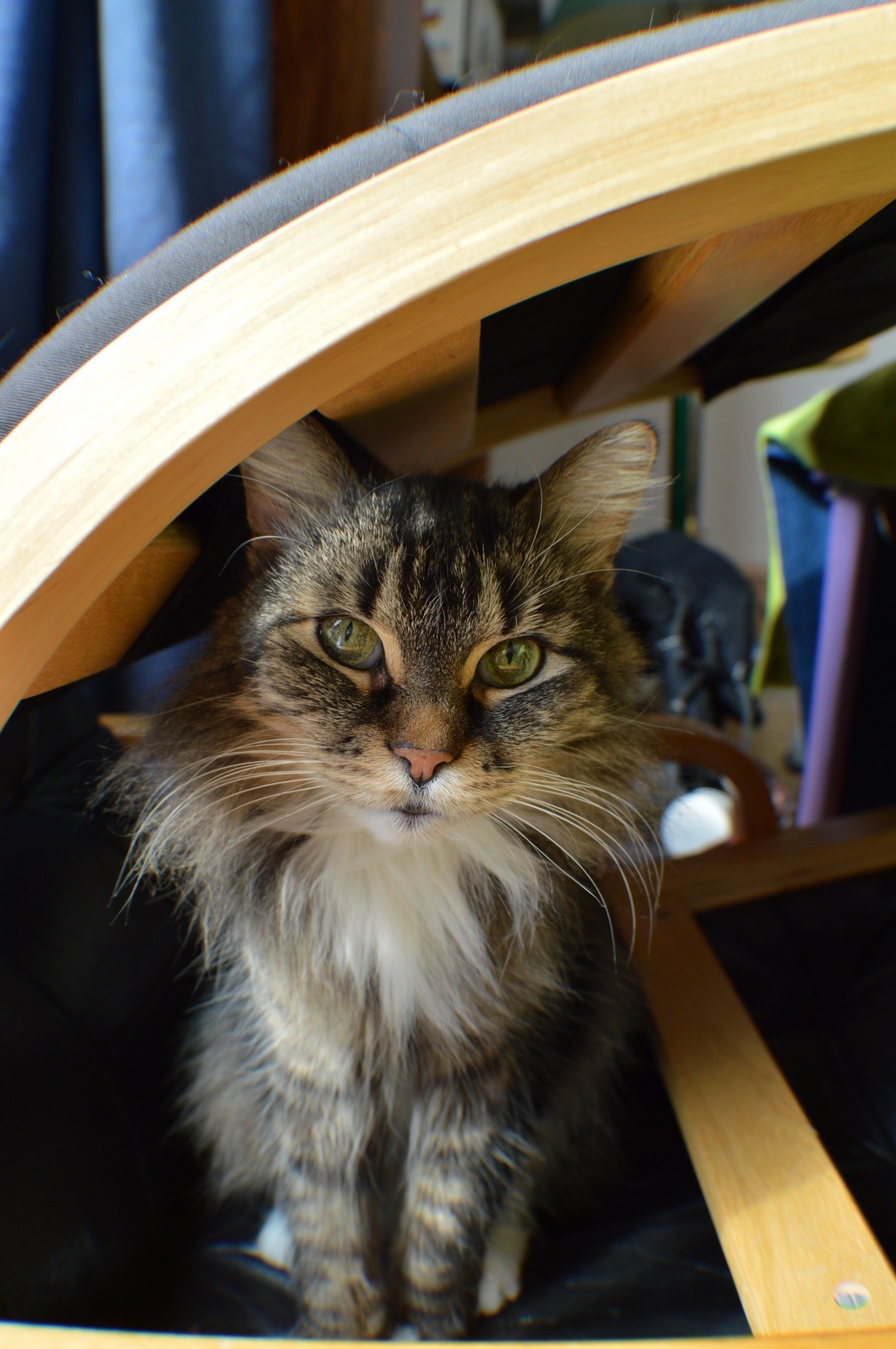 Macavity