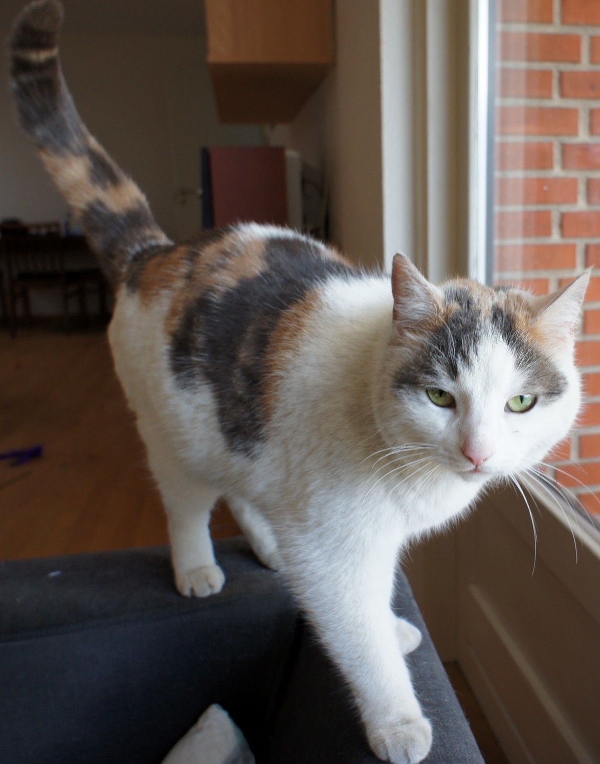 Meet Mille. She Has Had a Bumpy Ride. Read the Long Story