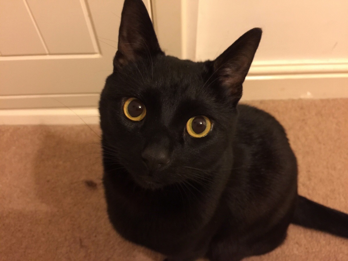 Meet My Best Friend Neo