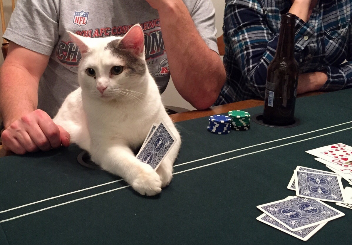 Meet My Cat Ace Who Always Knows When to Hold Em and When to Fold Em.