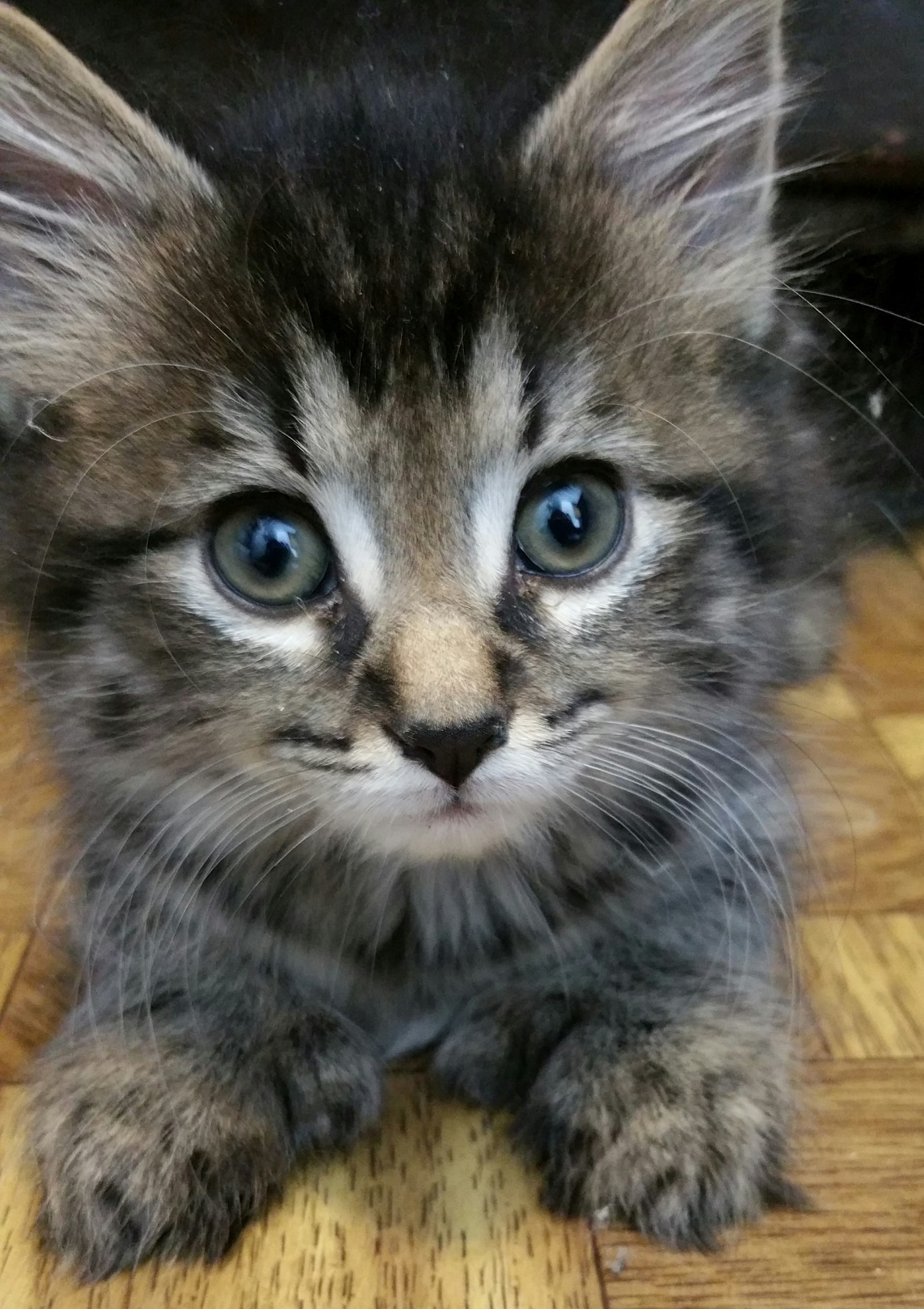 Meet Penny the Polydactyl Poofball