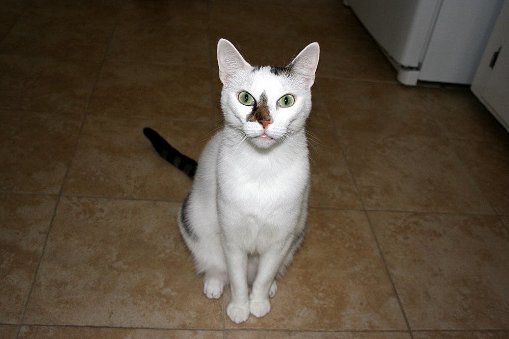 Meet Prince Oc