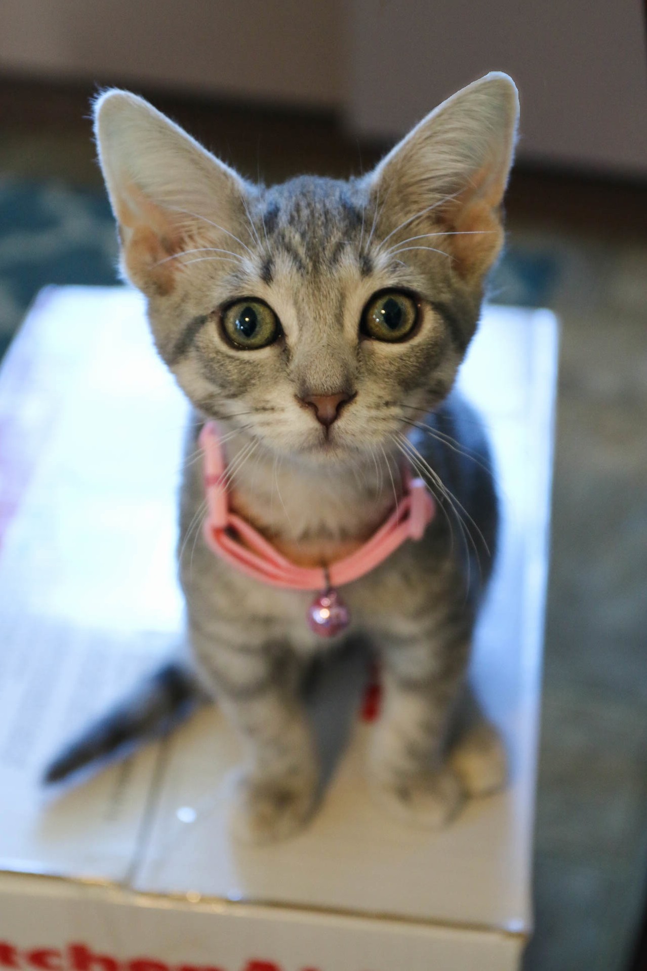 Meet Quinn T. Kitty. Thet Stands for The.