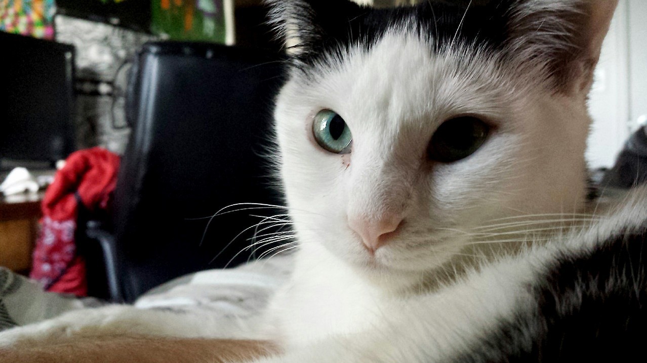 Meet Ravioli.