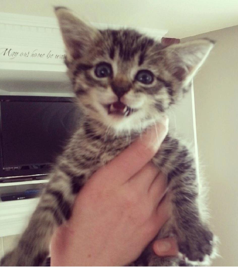 Meet Skittles