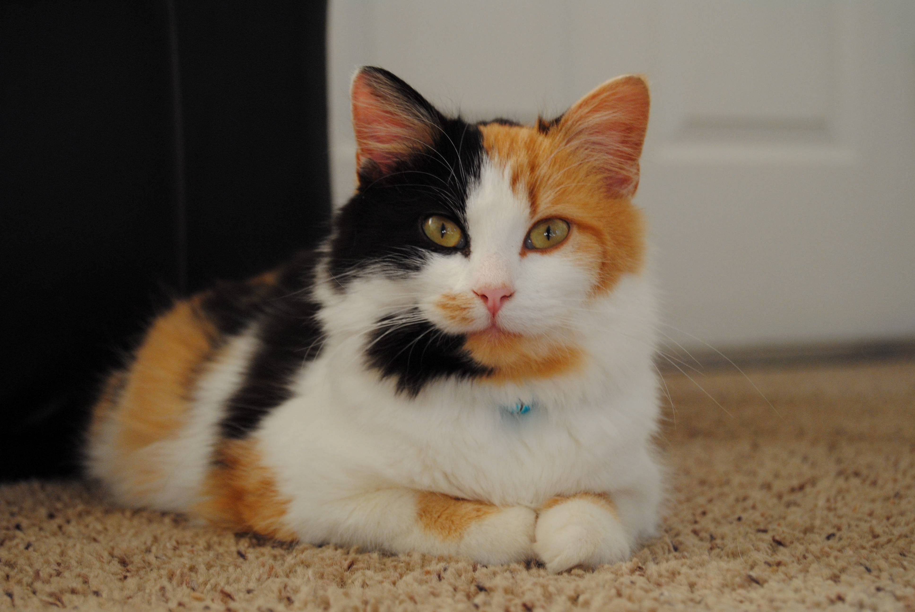 Miss Lydia