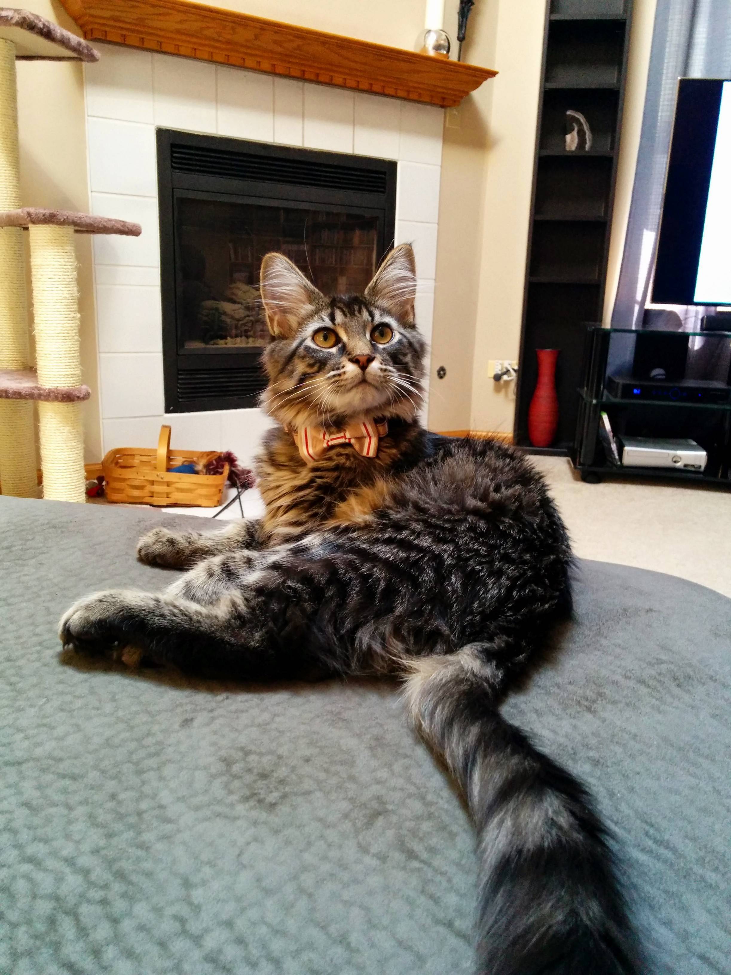 My 6 Month Old Dapper Looking Furball Booker Mewitt